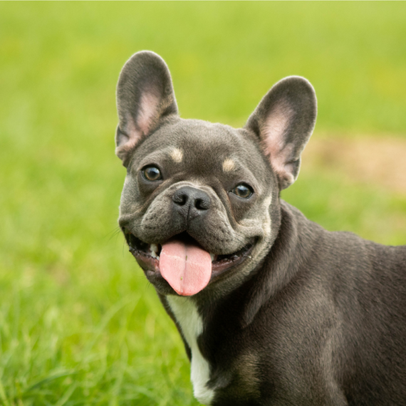 French Bulldogs puppies