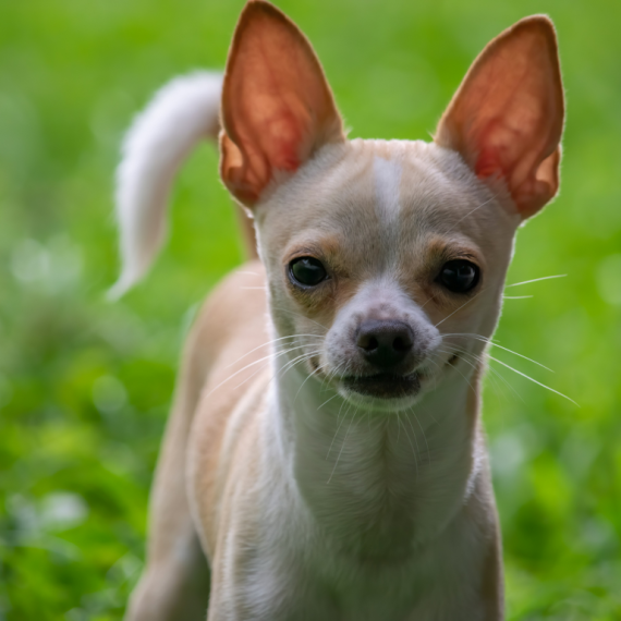 Chihuahuas puppies
