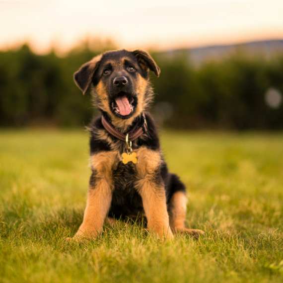 German Shepherds puppies