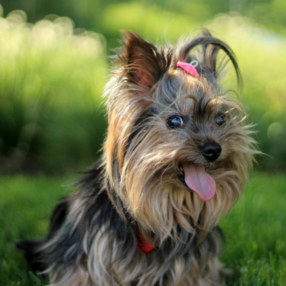 Yorkshire Terriers puppies