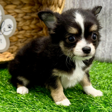 Ranger thumbnail - image 4