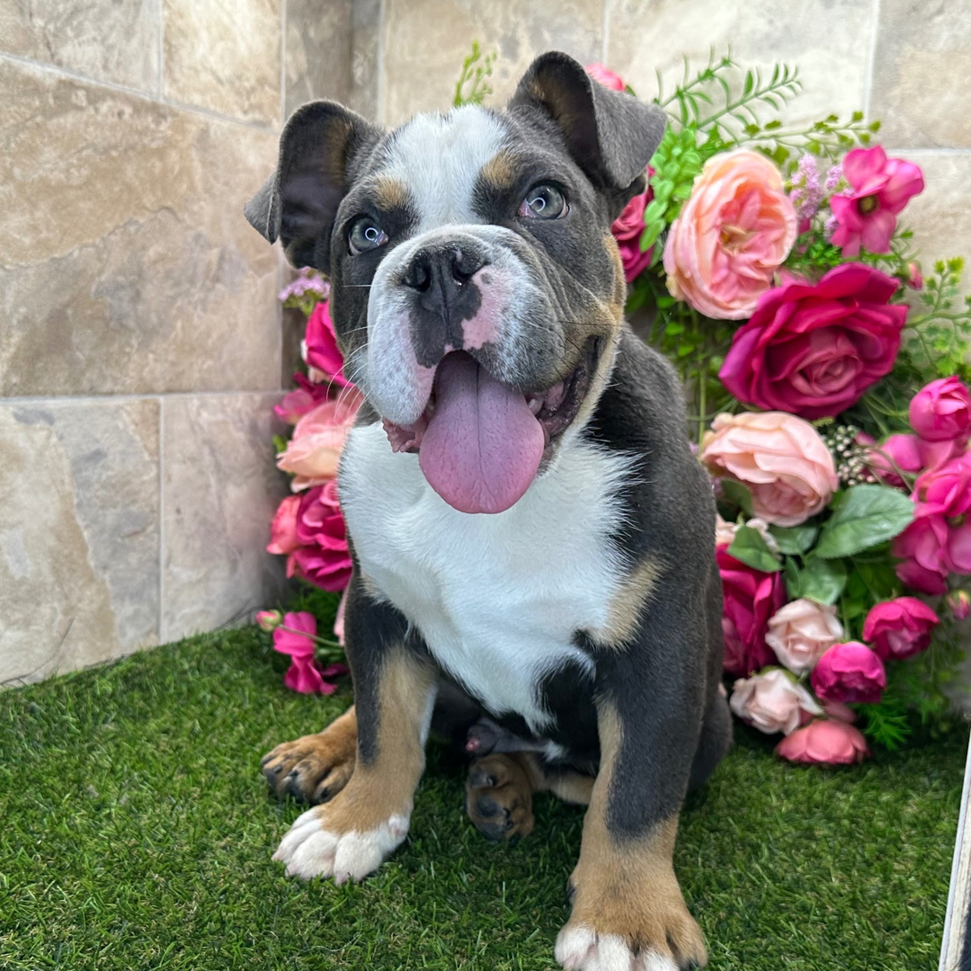 Mittens thumbnail - image 2