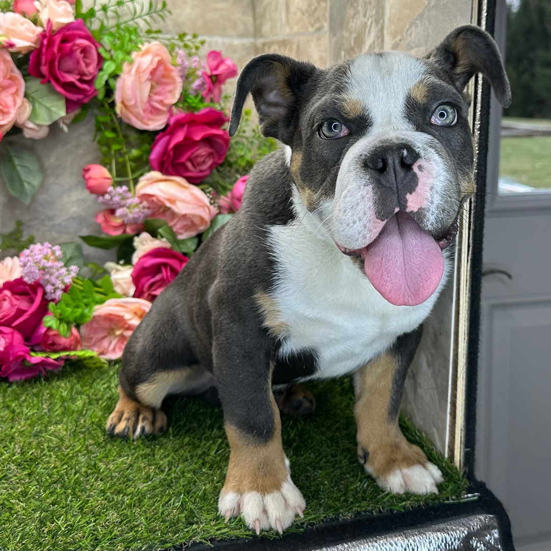 Mittens thumbnail - image 4