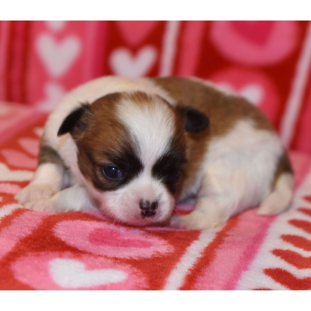 Tandum thumbnail - image 2