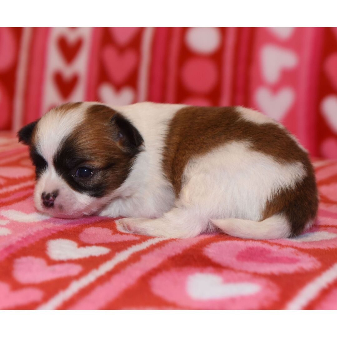 Tandum thumbnail - image 4