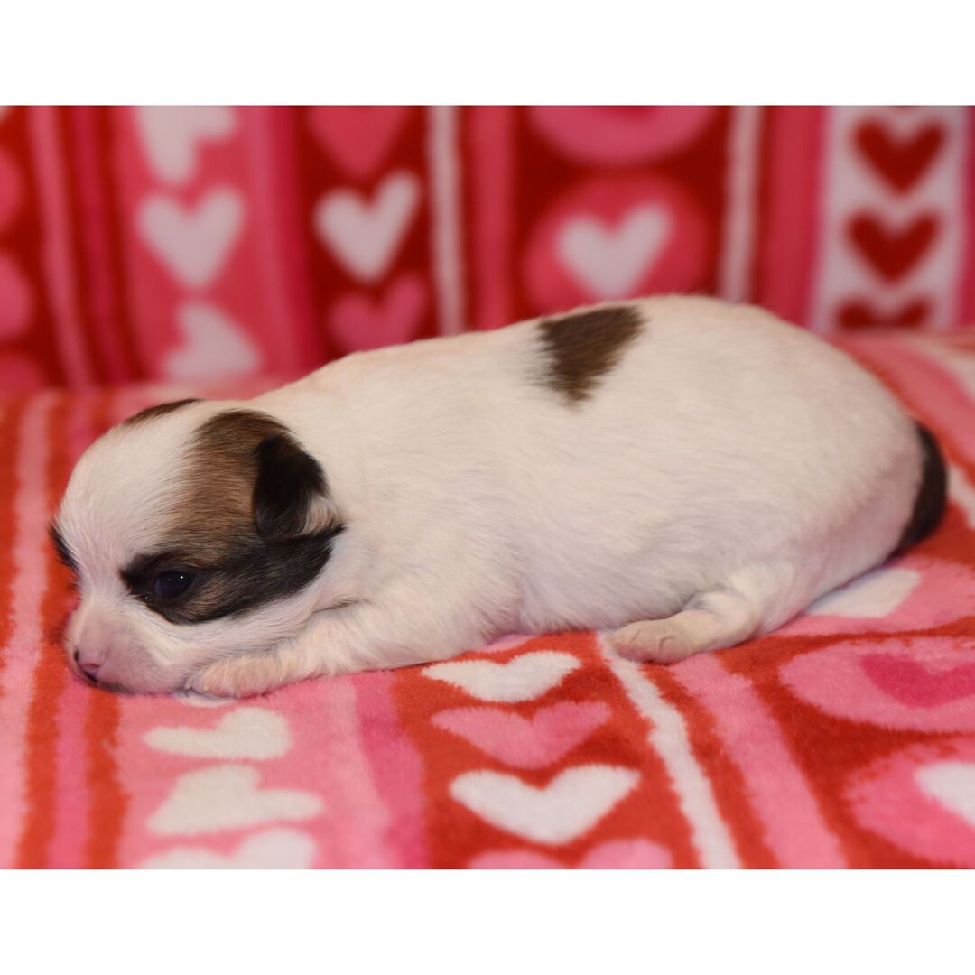 Taski thumbnail - image 3