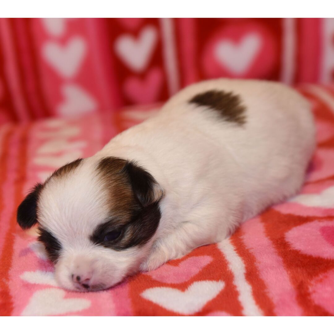 Taski thumbnail - image 4