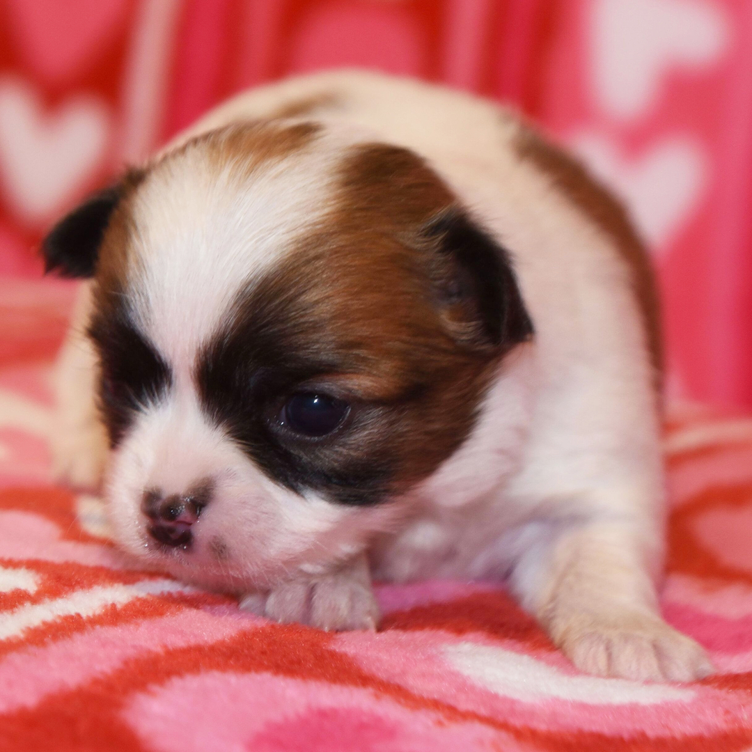 Tandum thumbnail - image 3