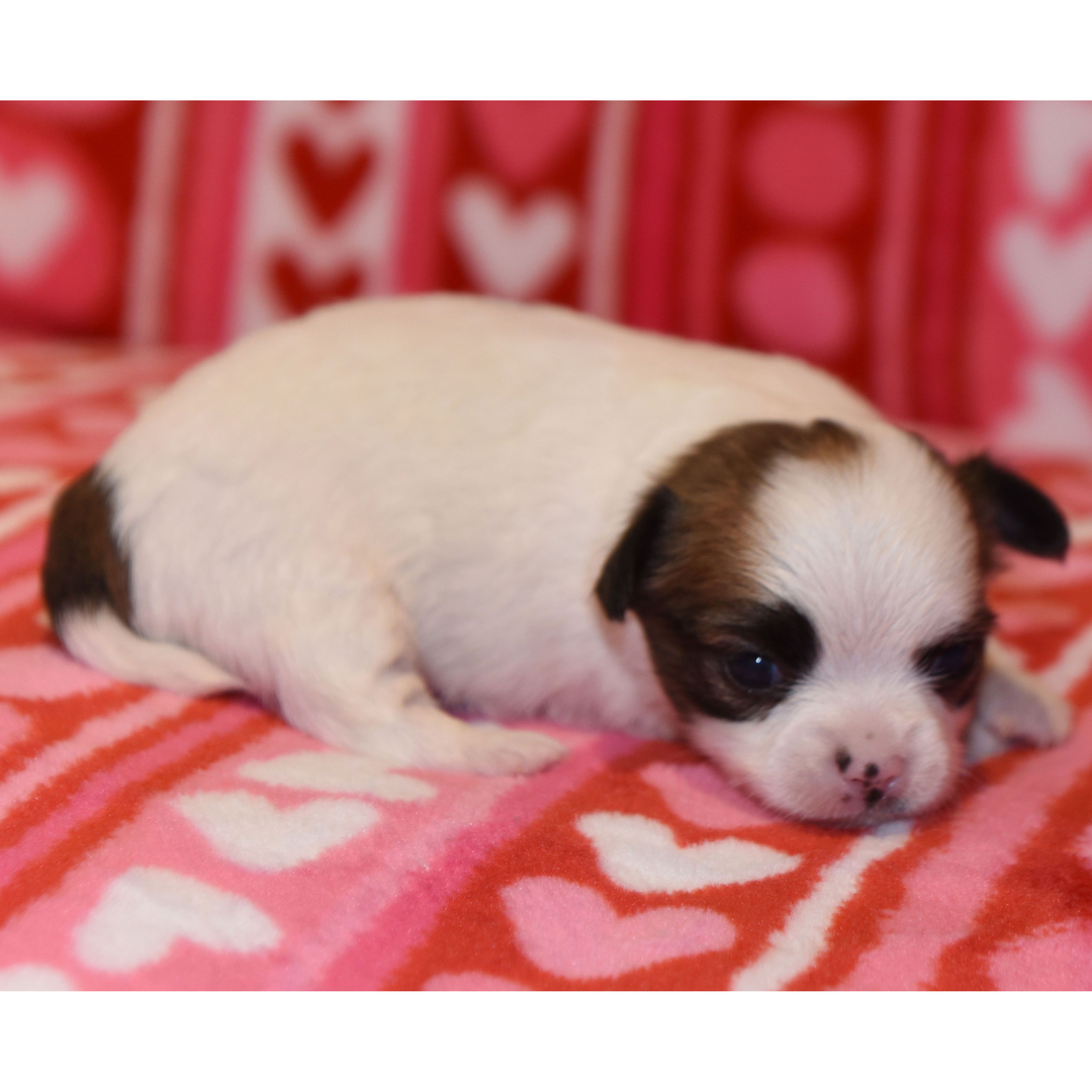 Taski thumbnail - image 2