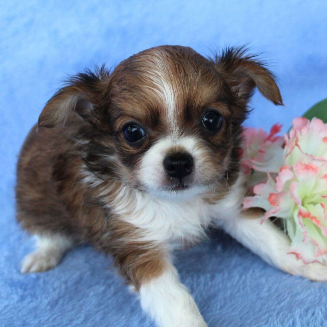 Coco thumbnail - image 1