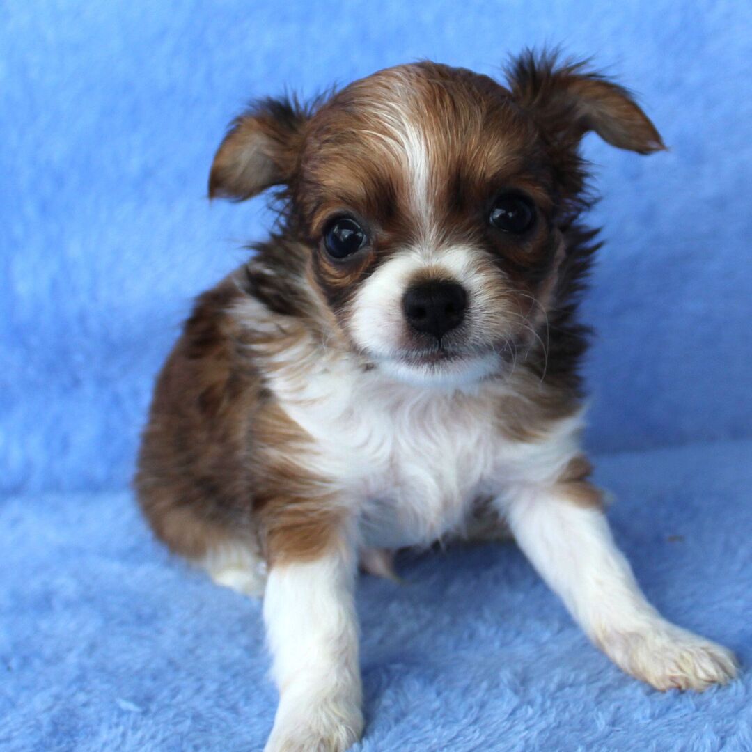 Coco thumbnail - image 2