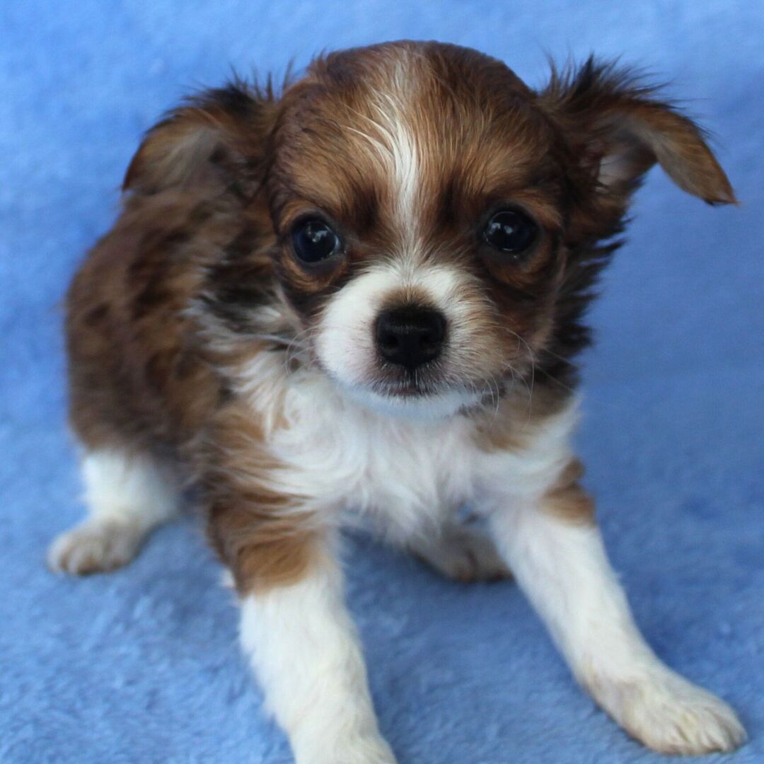 Coco thumbnail - image 3