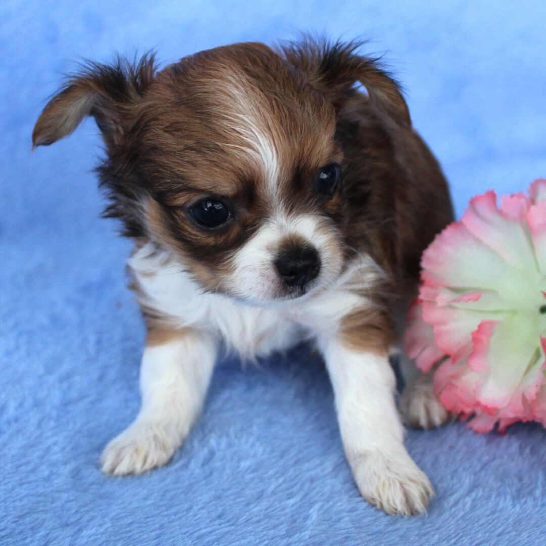 Coco thumbnail - image 4