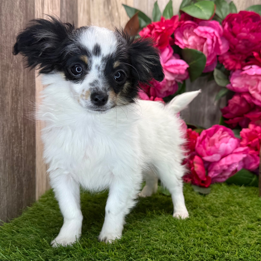 Cubby thumbnail - image 2