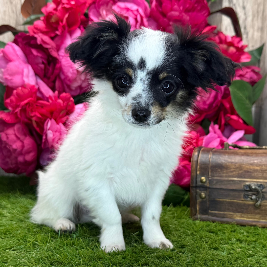 Cubby thumbnail - image 3