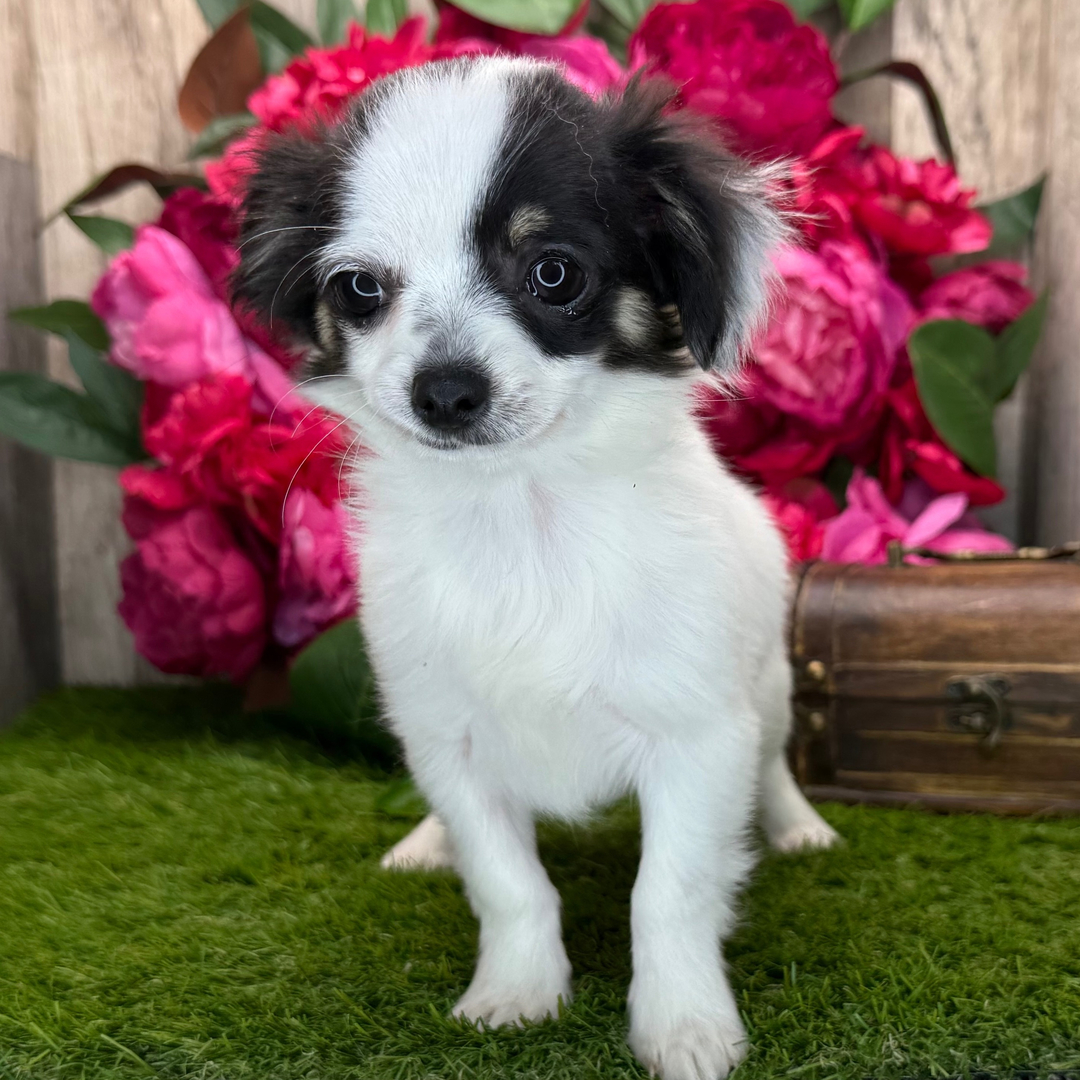 Chelsey thumbnail - image 4