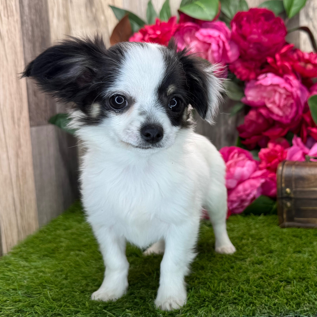 Chelsey thumbnail - image 2