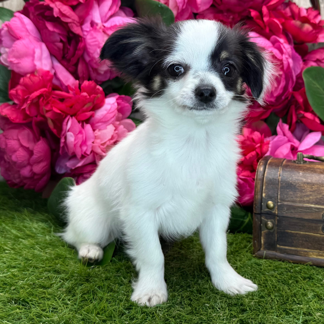 Chelsey thumbnail - image 3