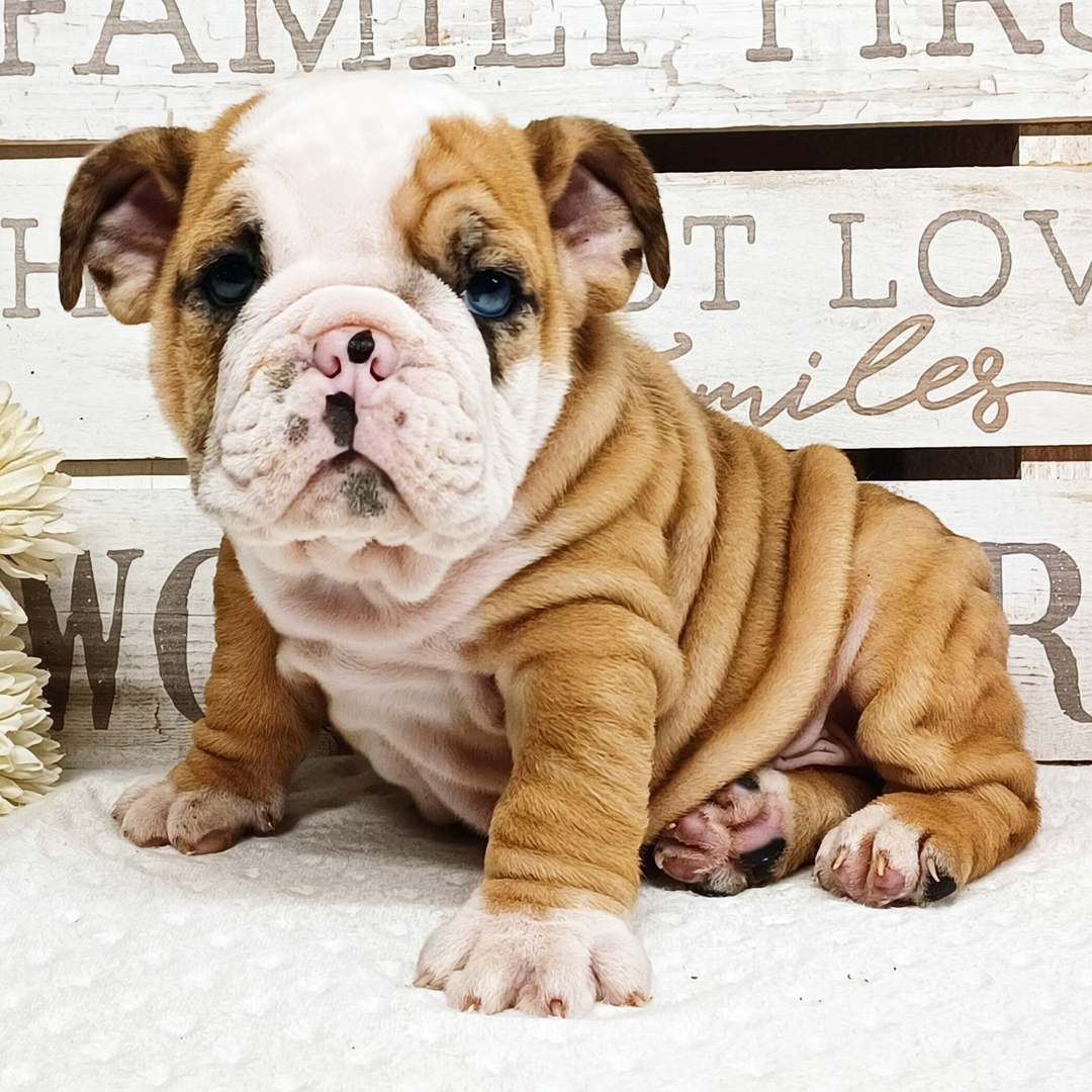 Rocky thumbnail - image 1