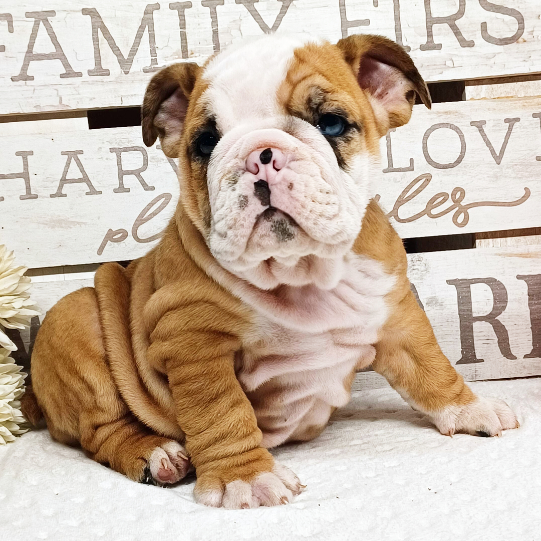 Rocky thumbnail - image 2