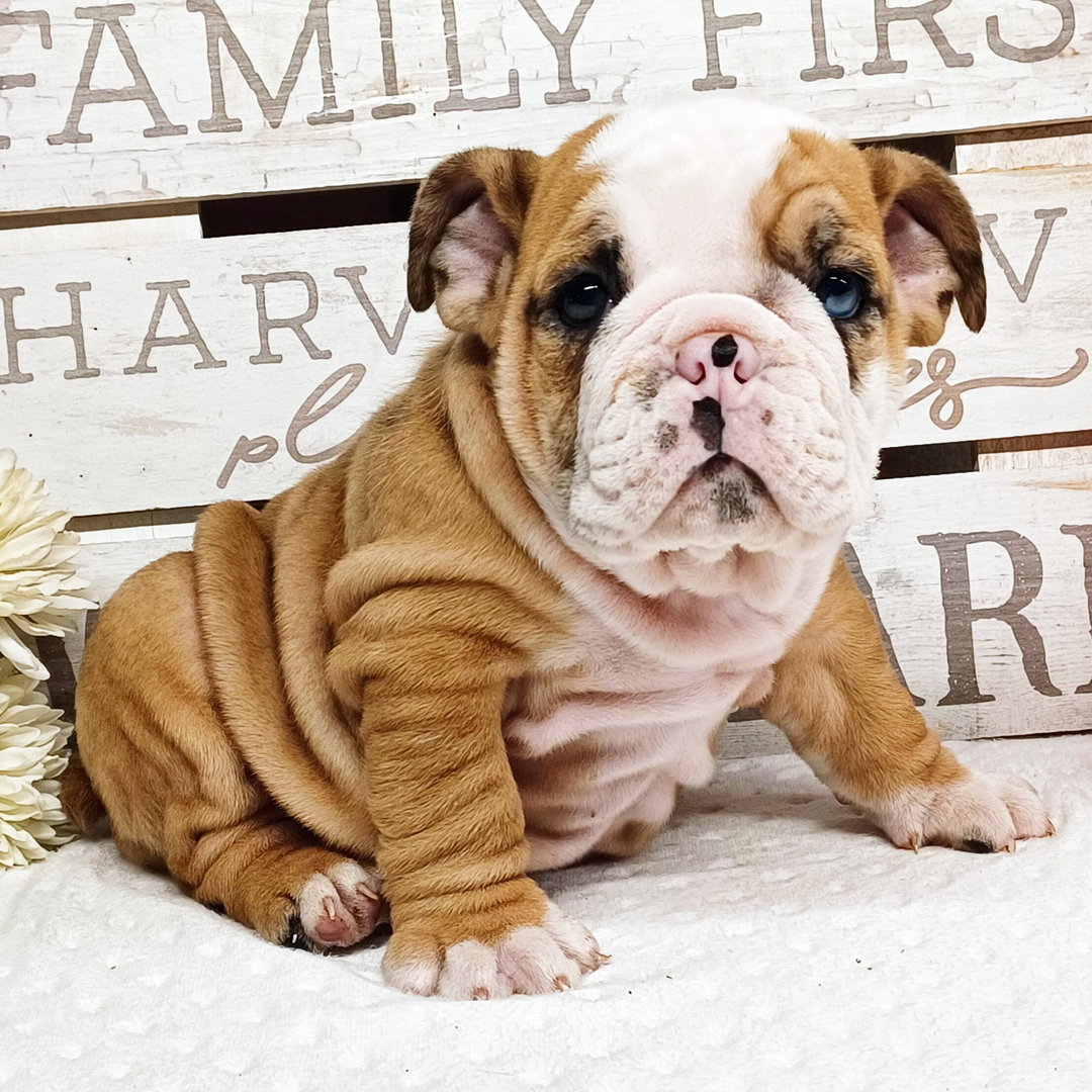 Rocky thumbnail - image 3