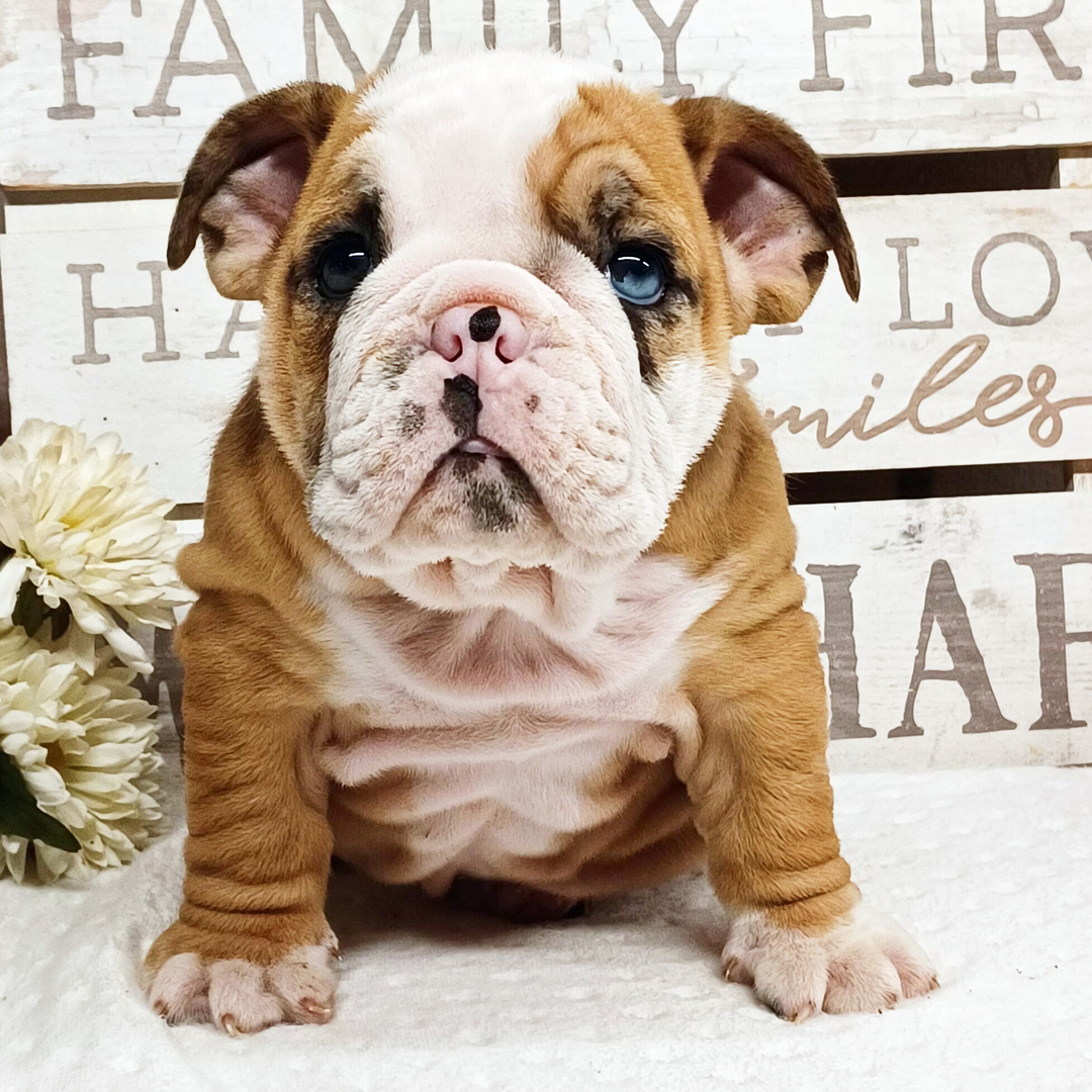 Rocky thumbnail - image 4