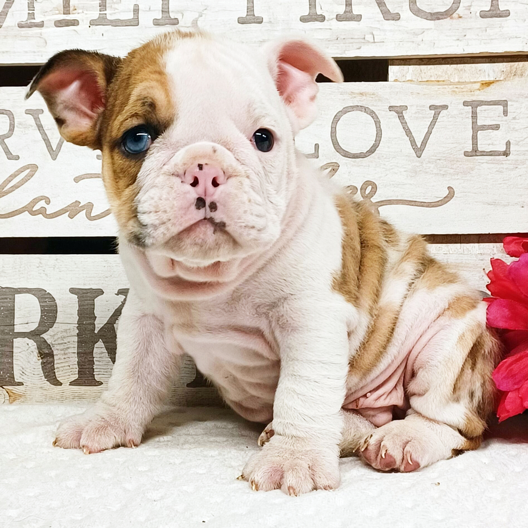 Duke thumbnail - image 2