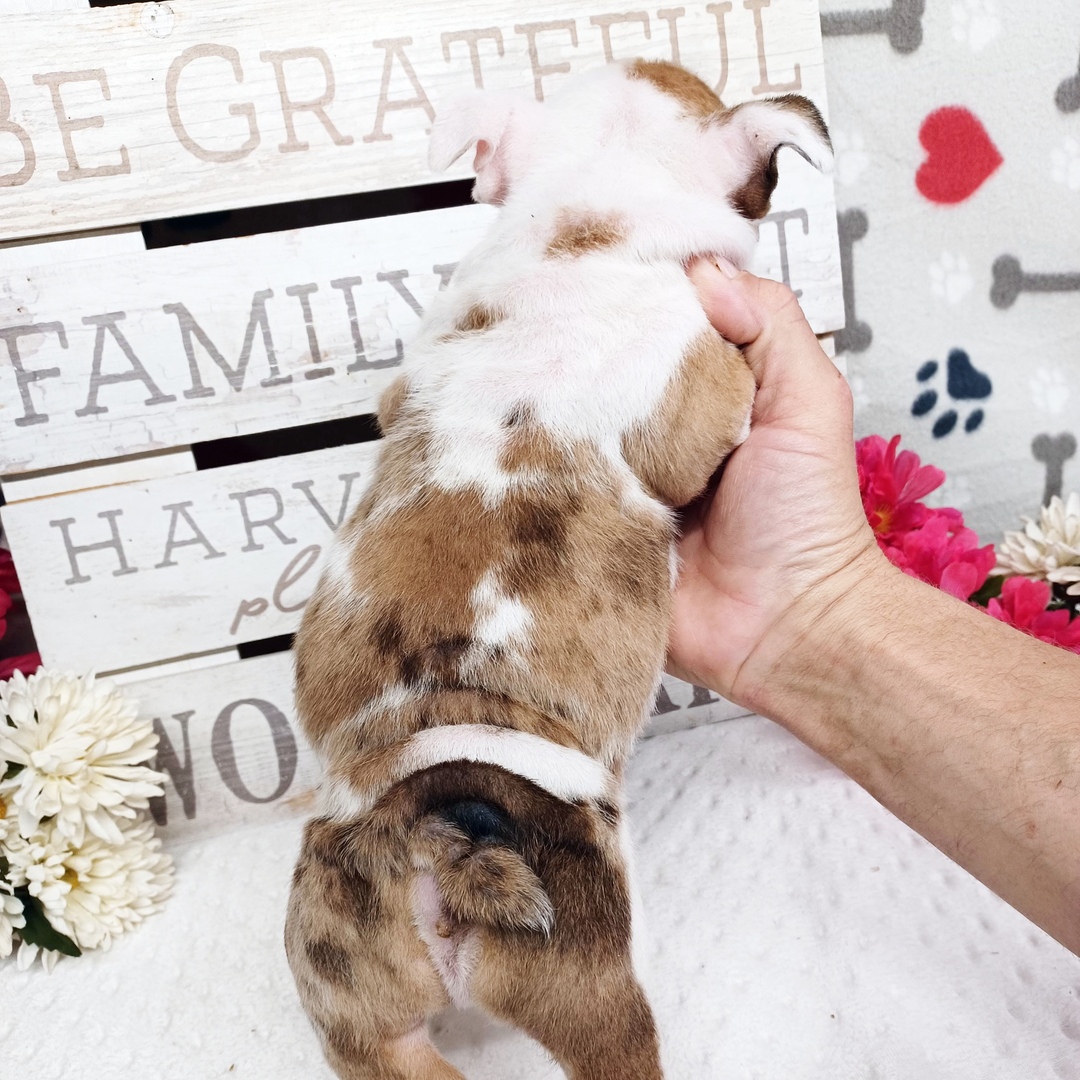 Duke thumbnail - image 3