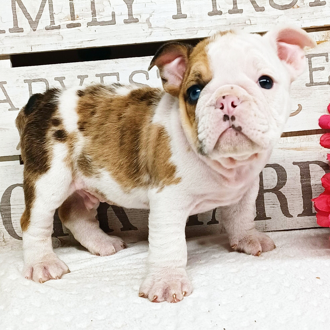 Duke thumbnail - image 4