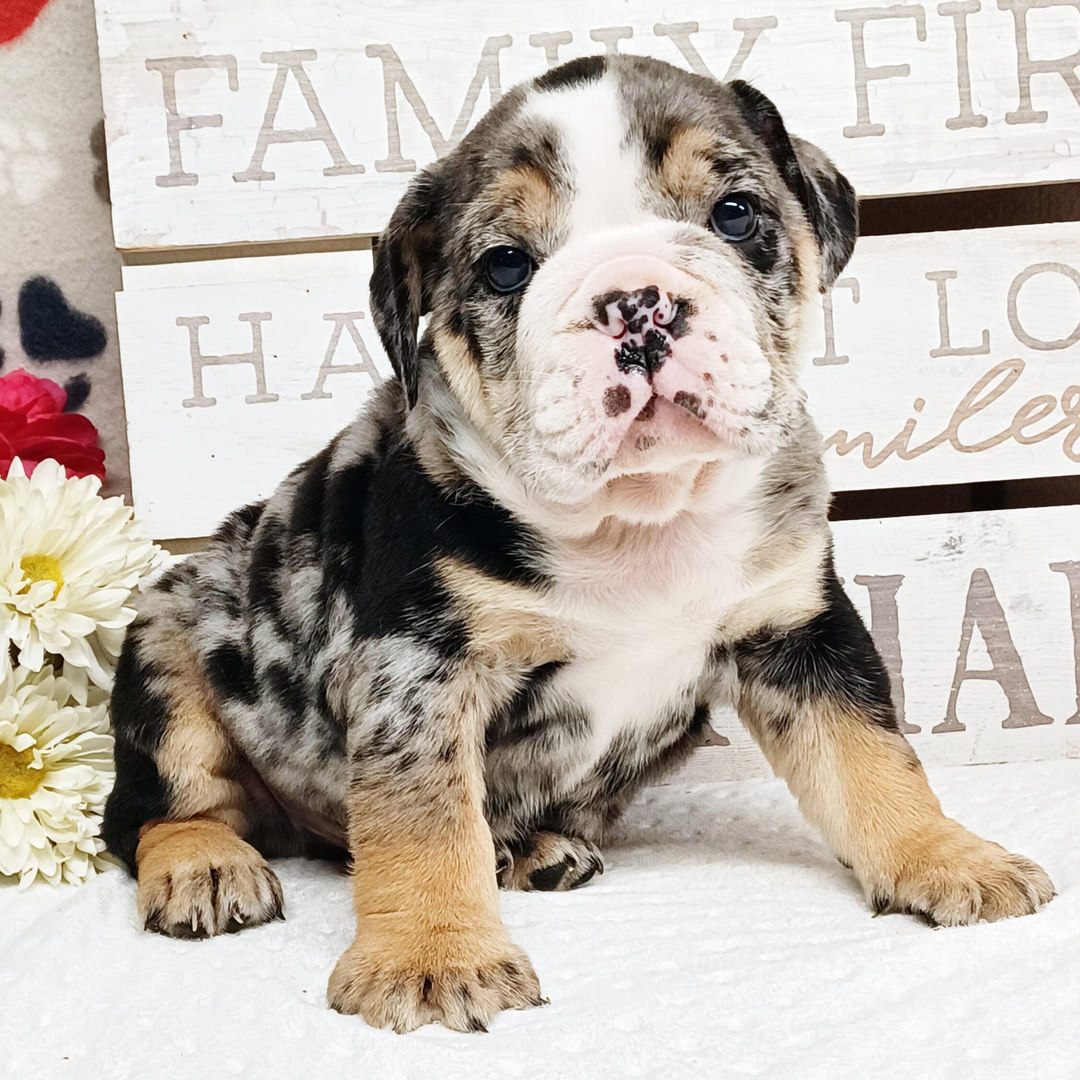 Hank thumbnail - image 2