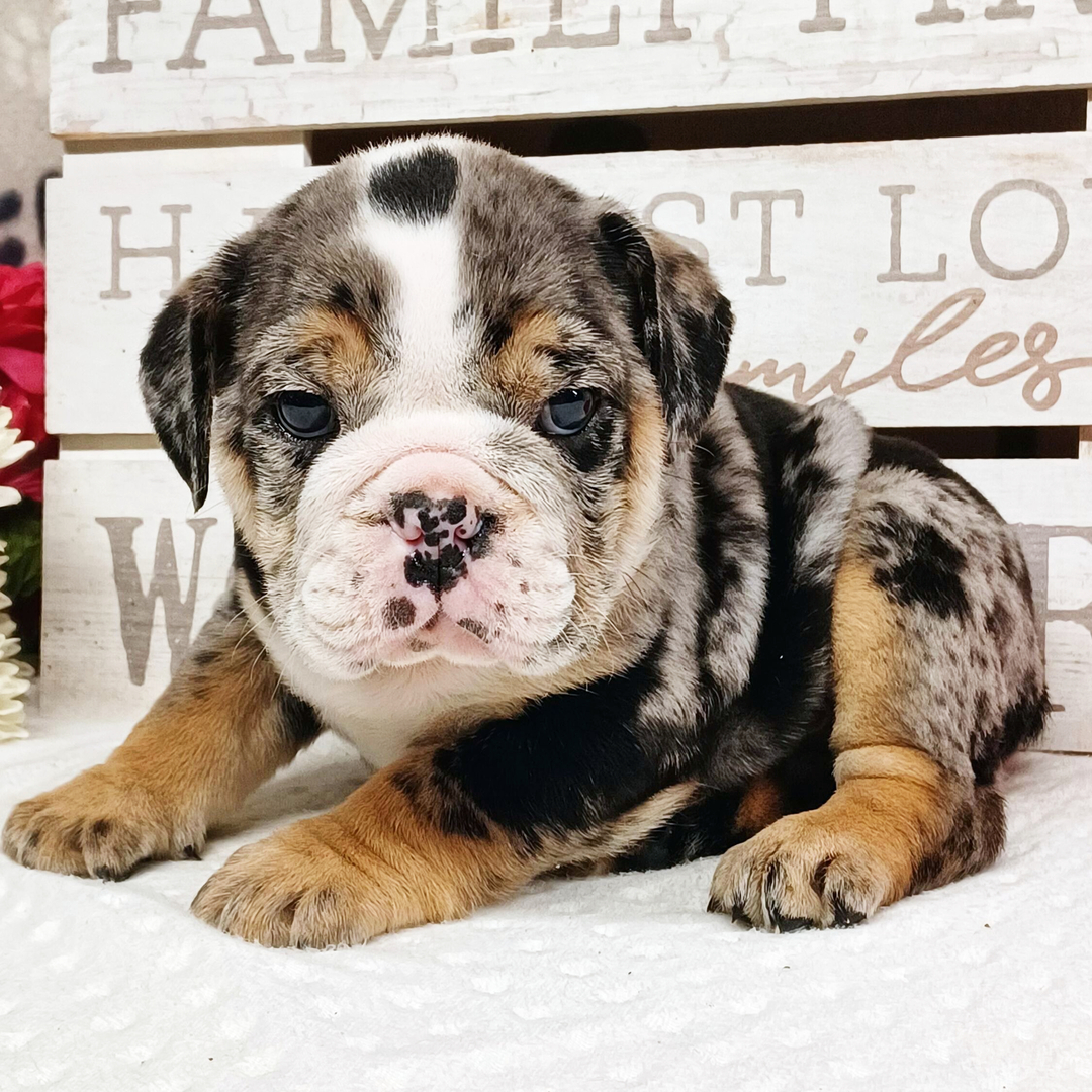 Hank thumbnail - image 3