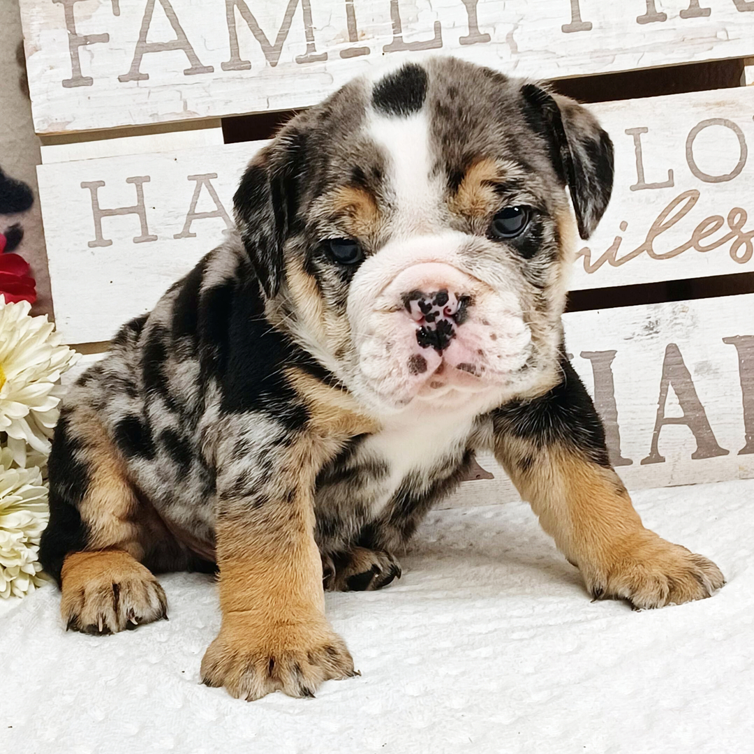 Hank thumbnail - image 4