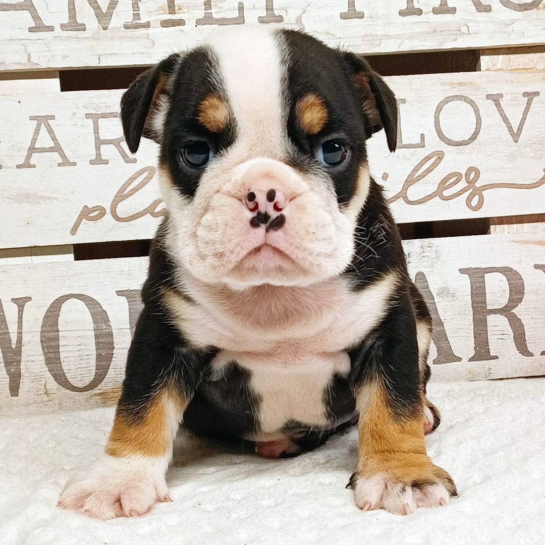 Brady thumbnail - image 1