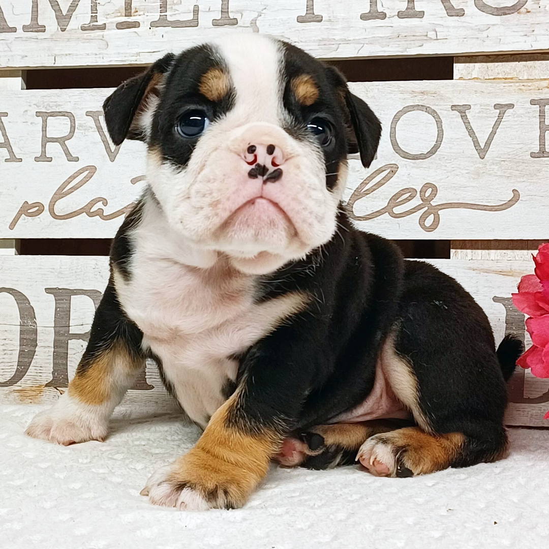 Brady thumbnail - image 2