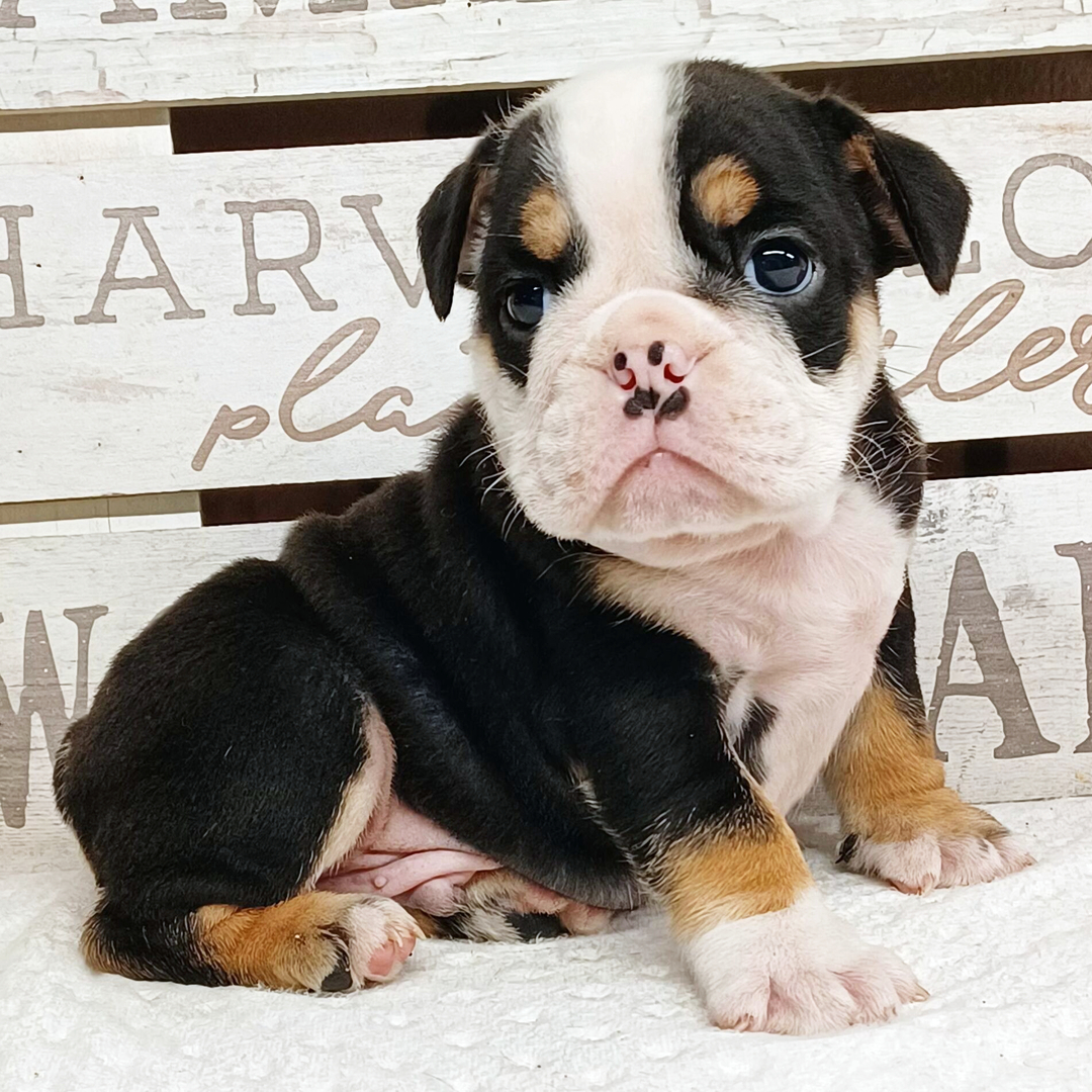 Brady thumbnail - image 3