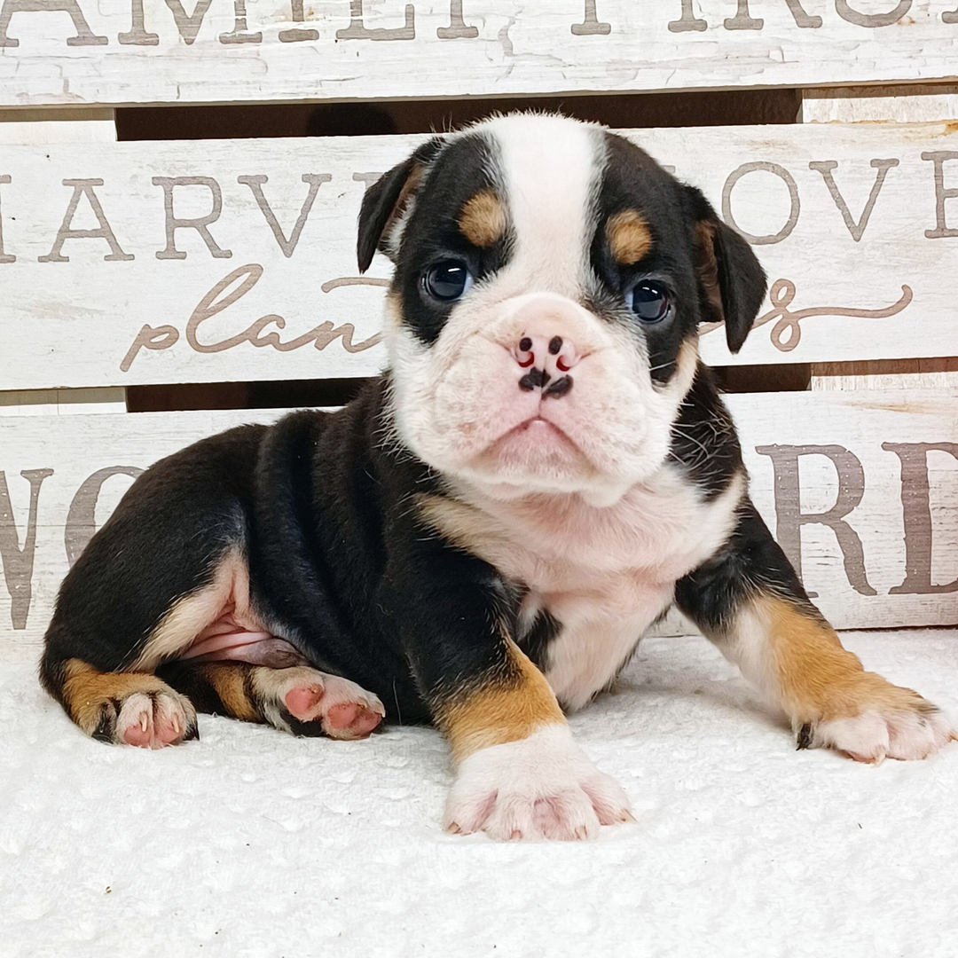 Brady thumbnail - image 4