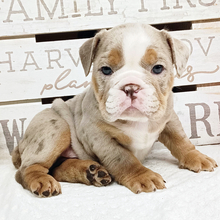 Beau thumbnail - image 2