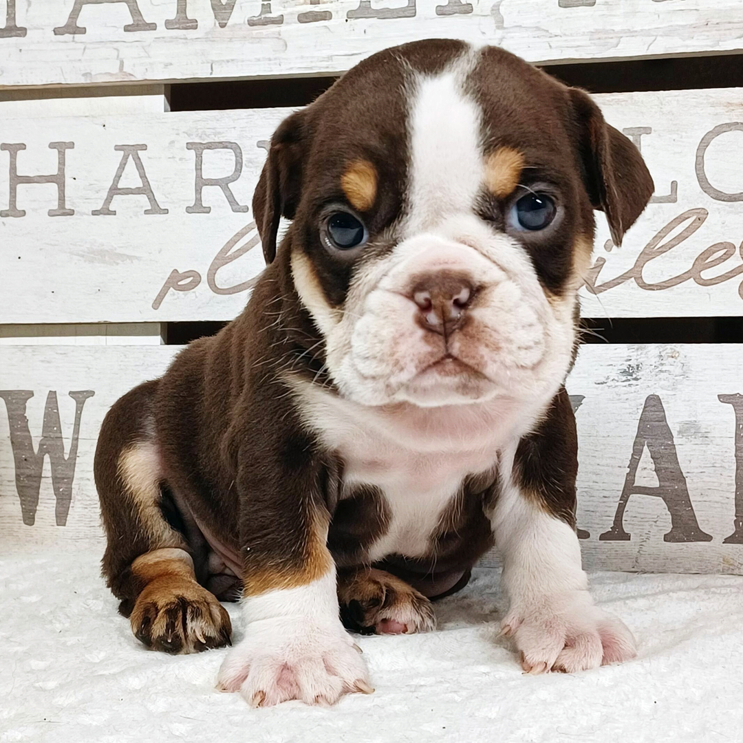 Belle thumbnail - image 2