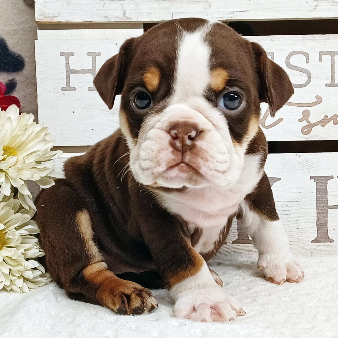 Belle thumbnail - image 3