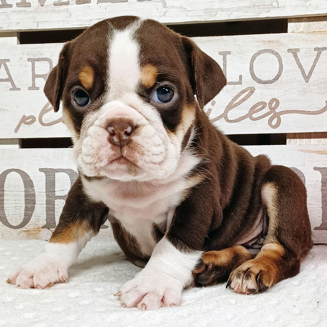 Belle thumbnail - image 4