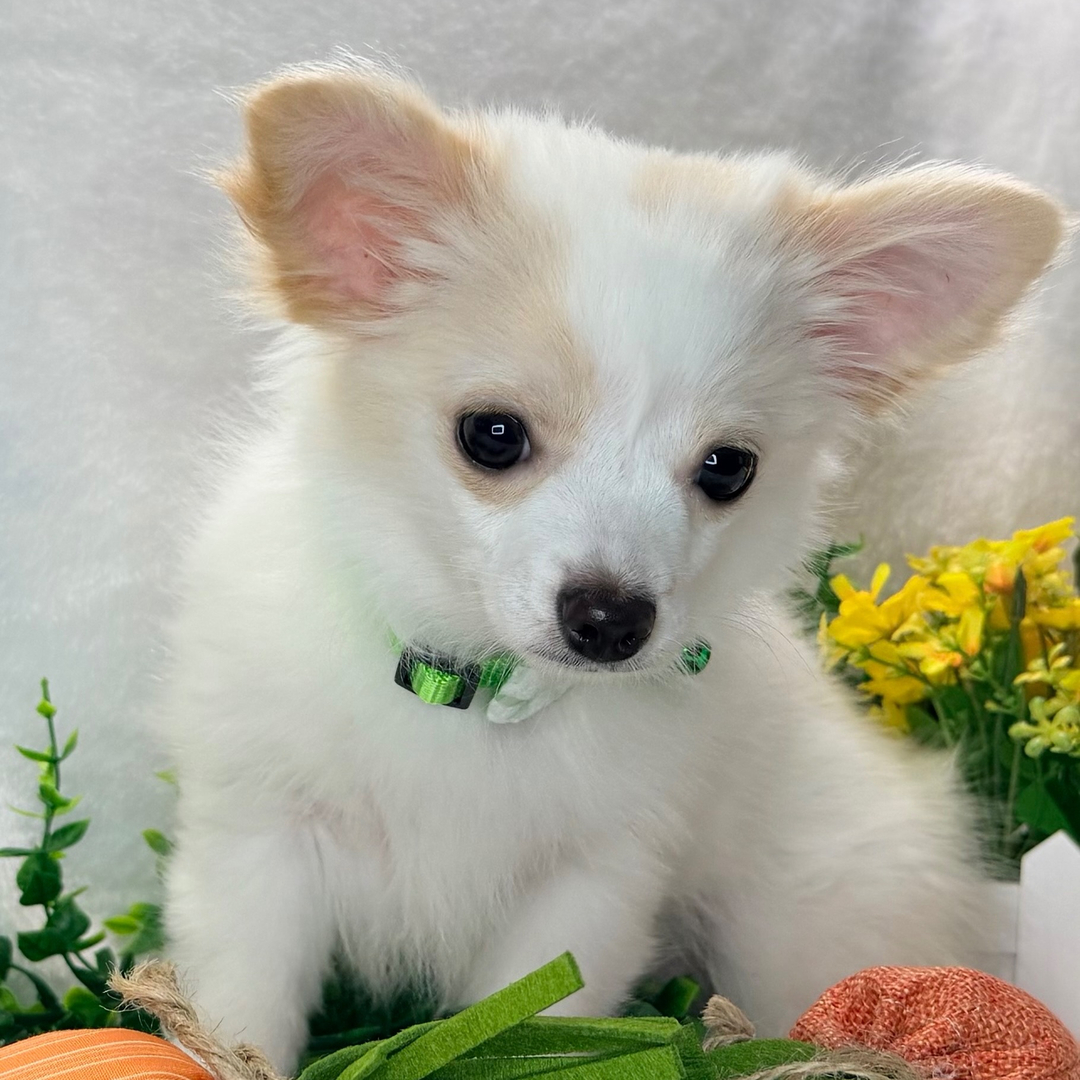 Wiley thumbnail - image 2