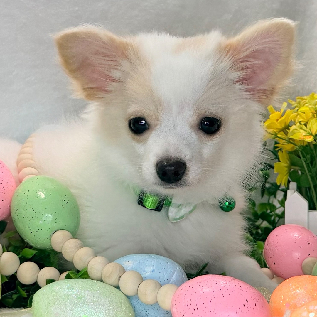 Wiley thumbnail - image 4