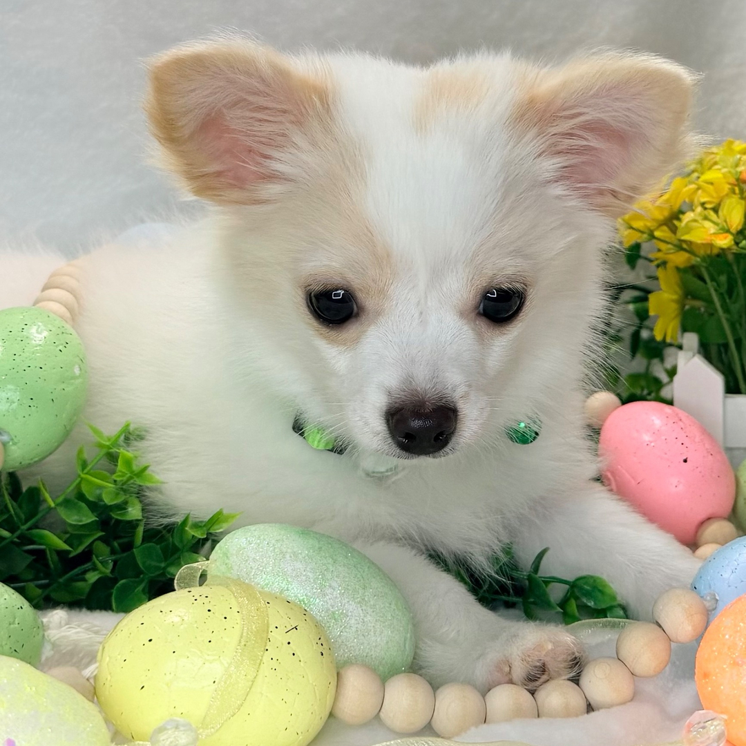 Wiley thumbnail - image 3