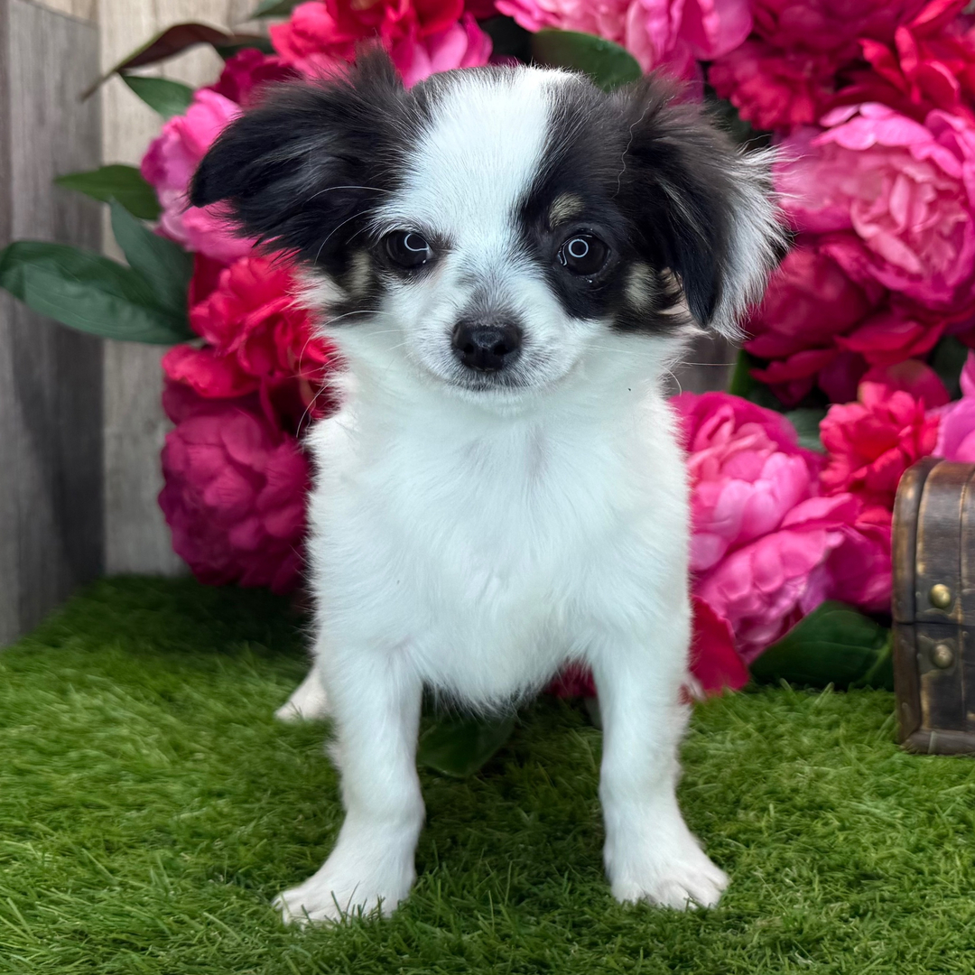 Chelsey - Chihuahuas