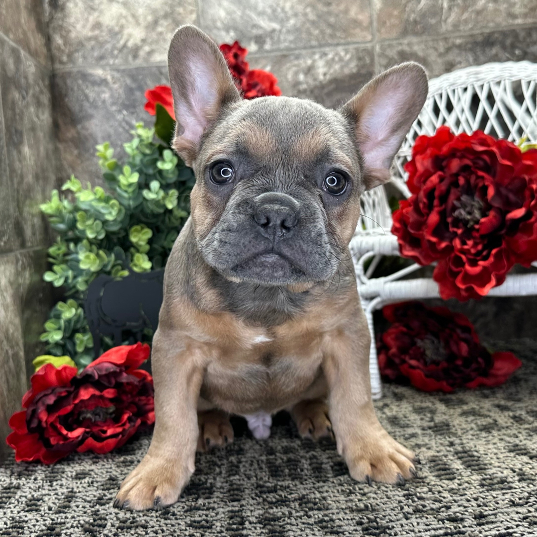 Antonio - French Bulldogs