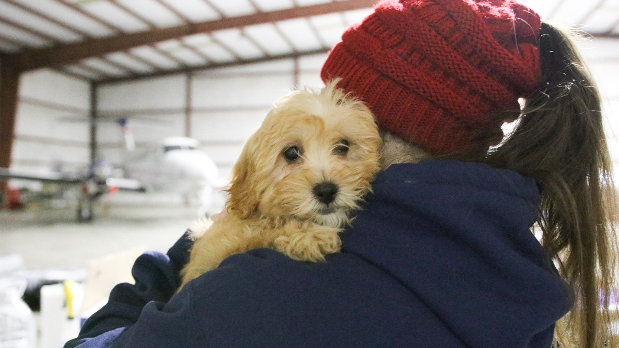 Puppy safe transport process