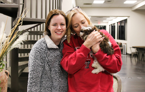 Professional puppy delivery and transport