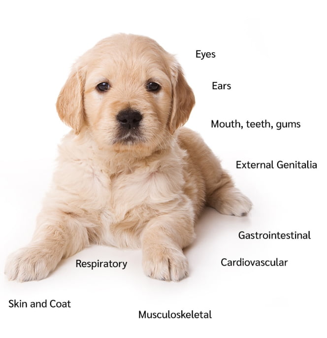 Professional veterinary evaluation of puppy health