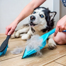 Allergy friendly dog breeds