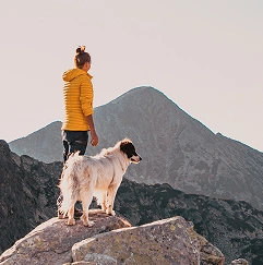 Top active dog breeds